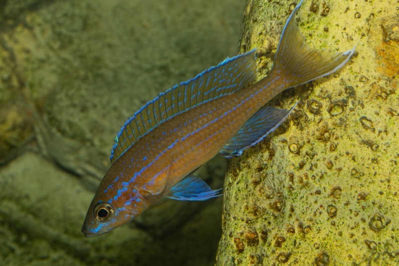 Paracyprichromis nigripinnis 'Kantalamba'